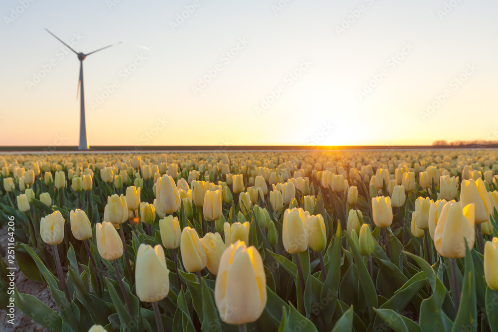 Tulips field plant