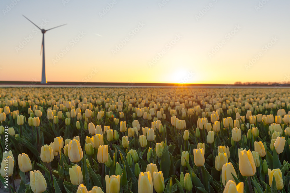 Tulips field plant