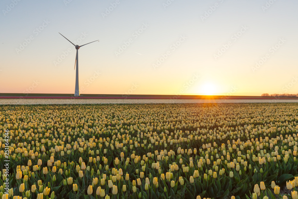 Tulips field plant