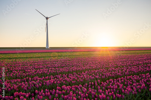 Obraz na płótnie Tulips field plant w salonie