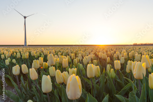 Obraz na płótnie Tulips field plant w salonie