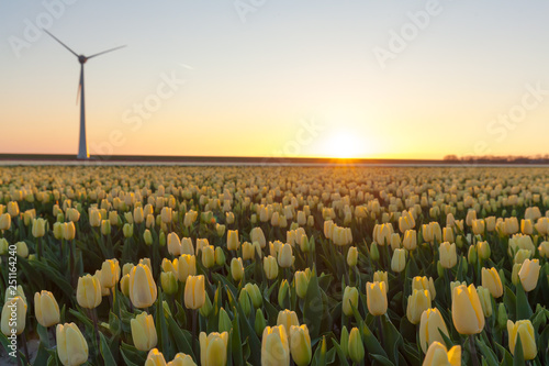Obraz na płótnie Tulips field plant w salonie