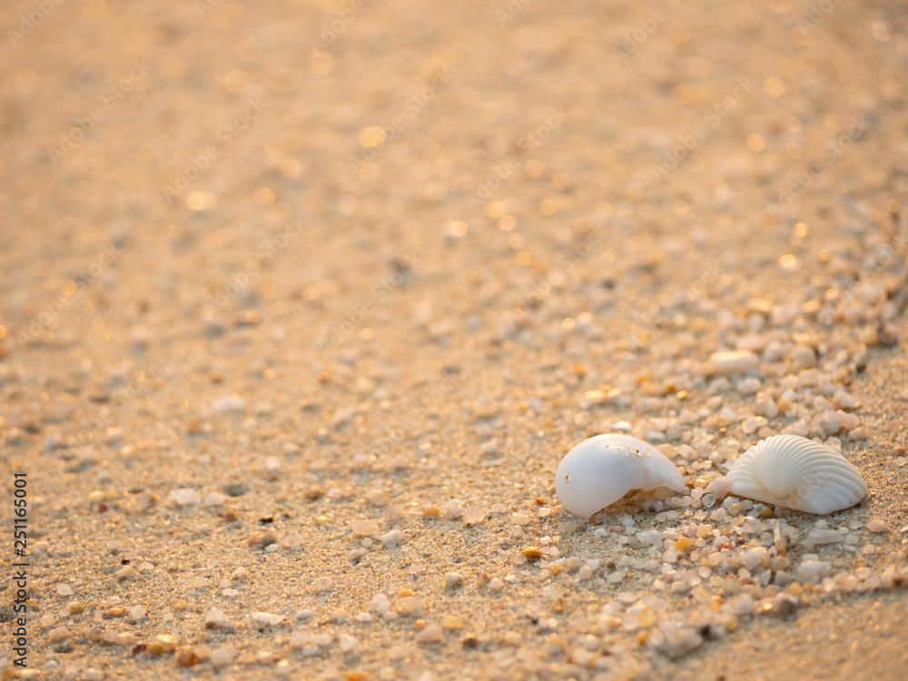 White shells placed on the sand For natural background White shells placed on the sand For natural background