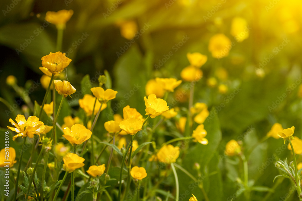Fototapeta premium spring flowering buttercups on lush green grass in sunrize lighting