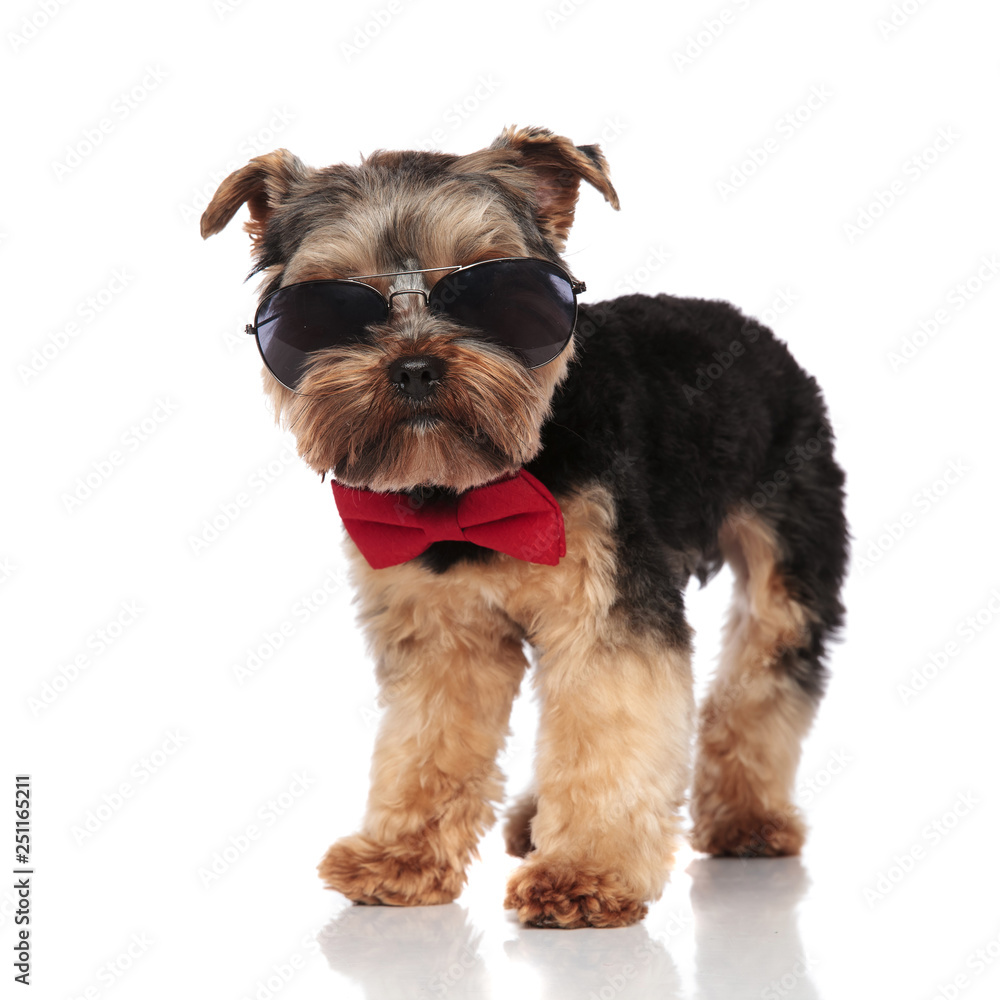 adorable yorkshire terrier wearing red bowtie and sunglasses standing