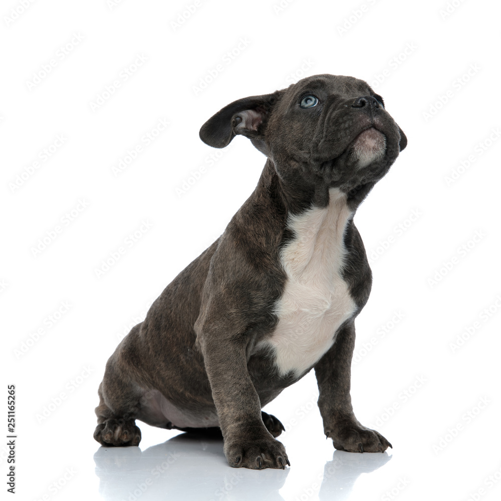 blue american bully dog looking up