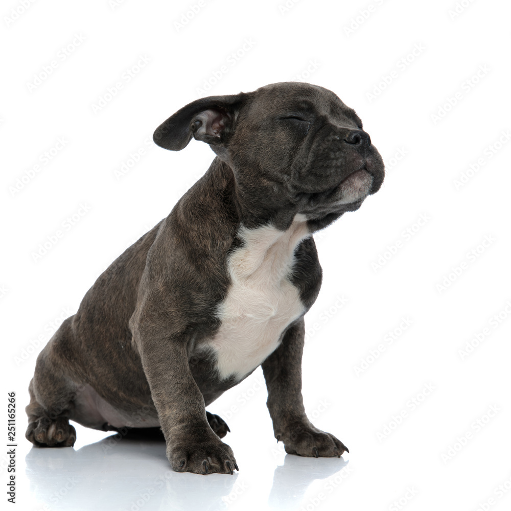 american bully sitting with eyes closed