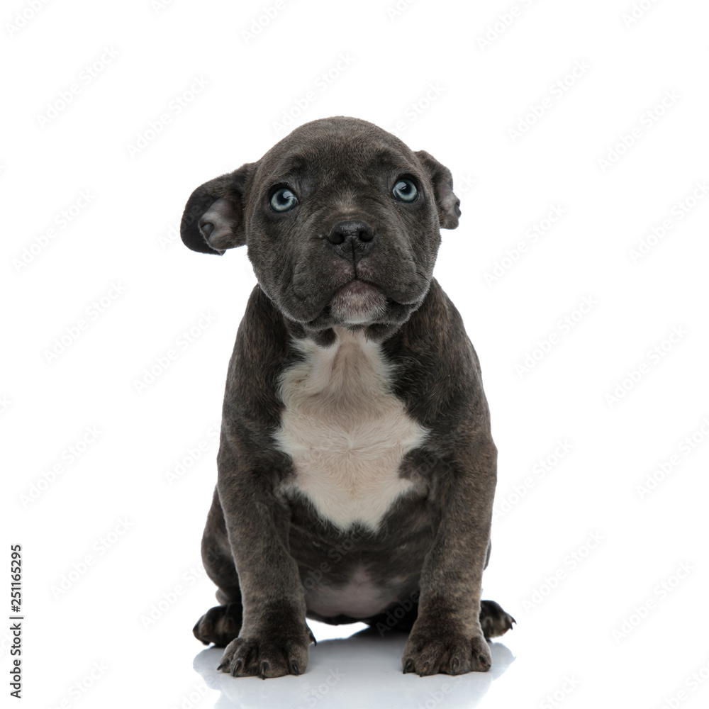 Obraz premium little dog american bully with blue eyes looking cute