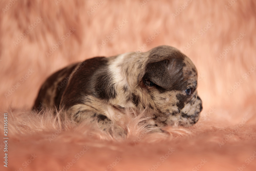 cute American bully puppy laying down in pink background cute American bully puppy laying down in pink background