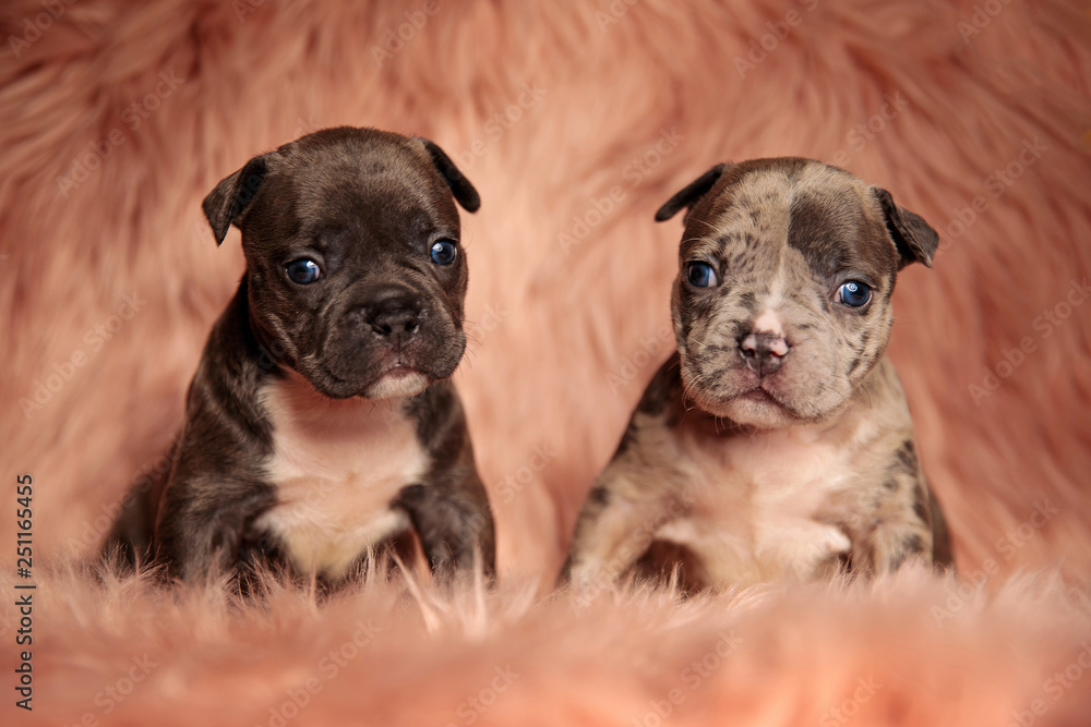 cute American bully puppies in pink background