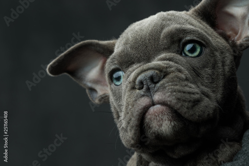 Foto head of a  american bully puppy looking away to side