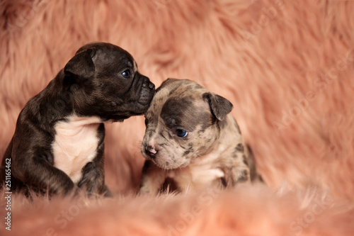 cute American bully puppies kissing in pink background