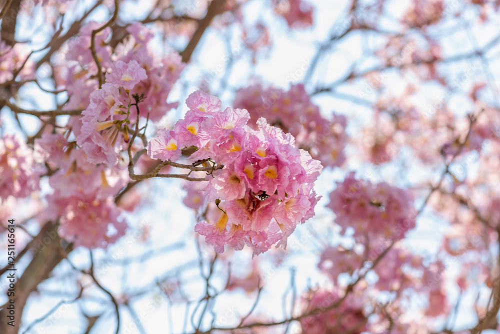 Beautiful Tabebuia rosea tree and rosy trumpet tree pink flower Beautiful Tabebuia rosea tree and rosy trumpet tree pink flower