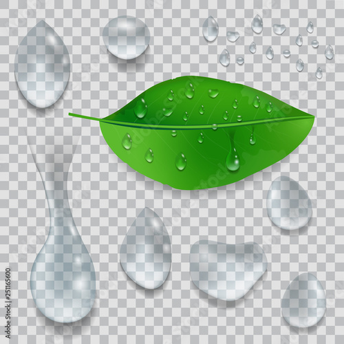 Set of water Drops and green leaf with dew drops isolated on transparent background. Vector