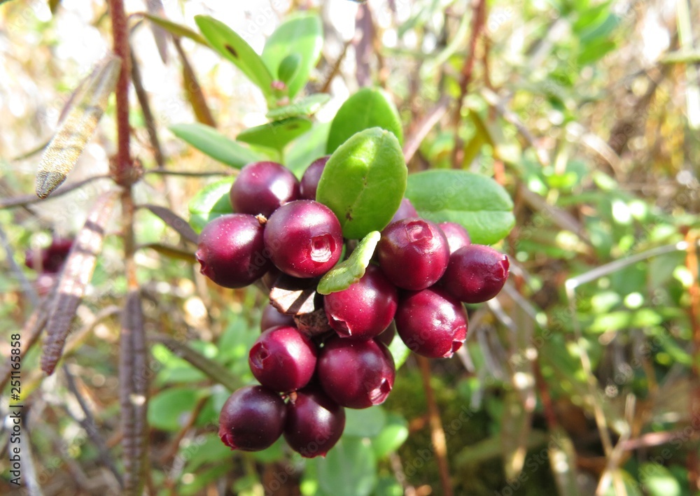 forest cowberry
