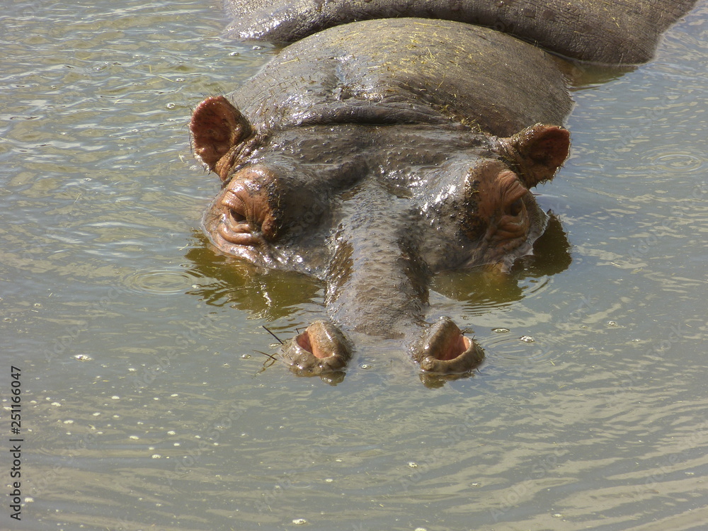 Fototapeta premium Kenia & Tansania