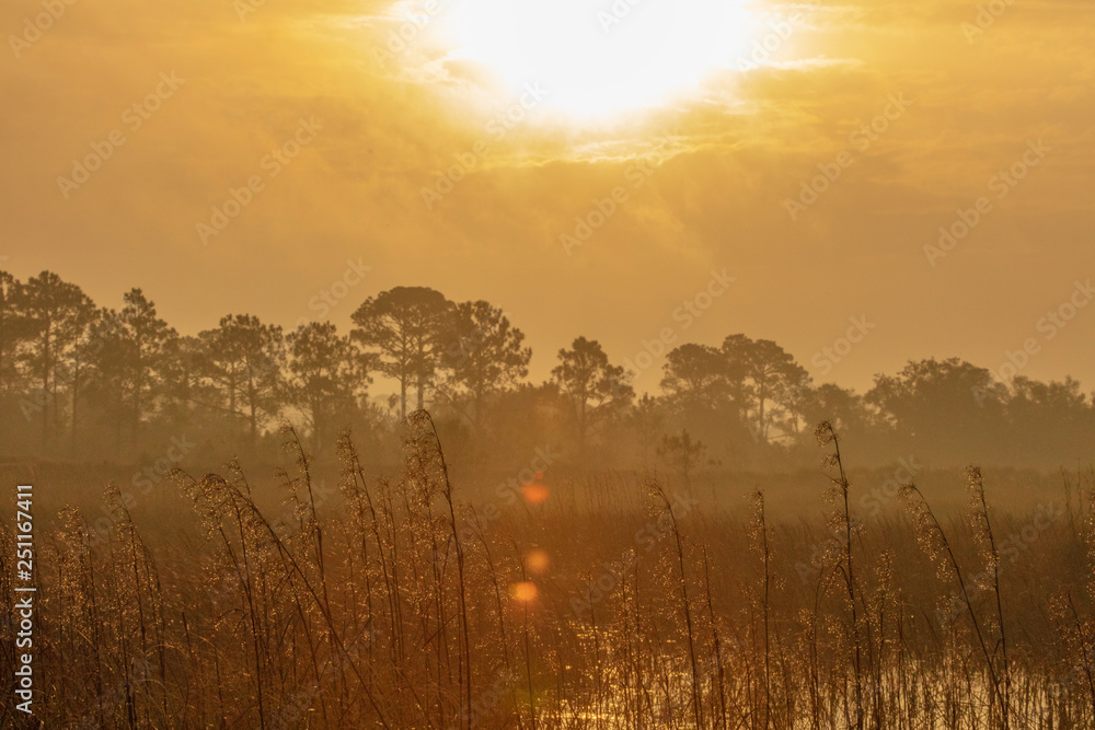 Fototapeta premium Sunrise over St Mark's Wildlife Refuge