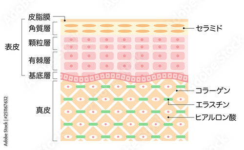 肌の構造　断面図