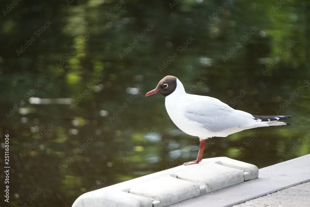 Fototapeta premium Seagull in city park
