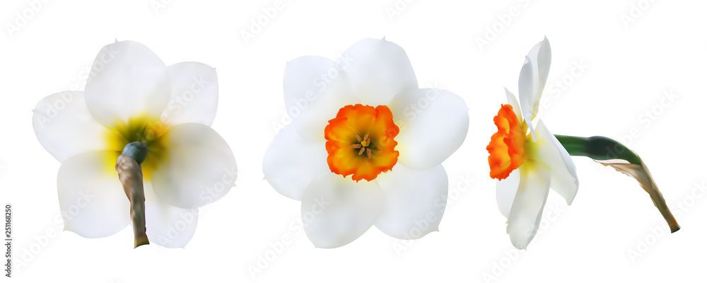 Set of realistic daffodil flower heads. Front, back and side view. Vector illustration