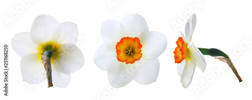 Set of realistic daffodil flower heads. Front, back and side view. Vector illustration
