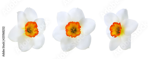 Realistic daffodil flower heads. Vector illustration