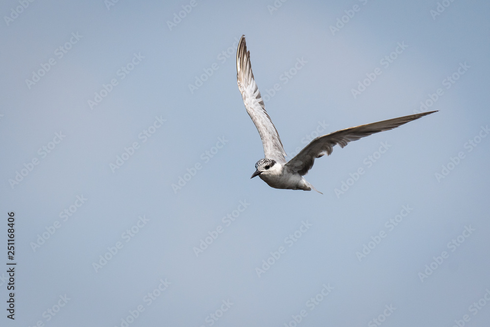 flying whiskered tern with perfect blue sky flying whiskered tern with perfect blue sky