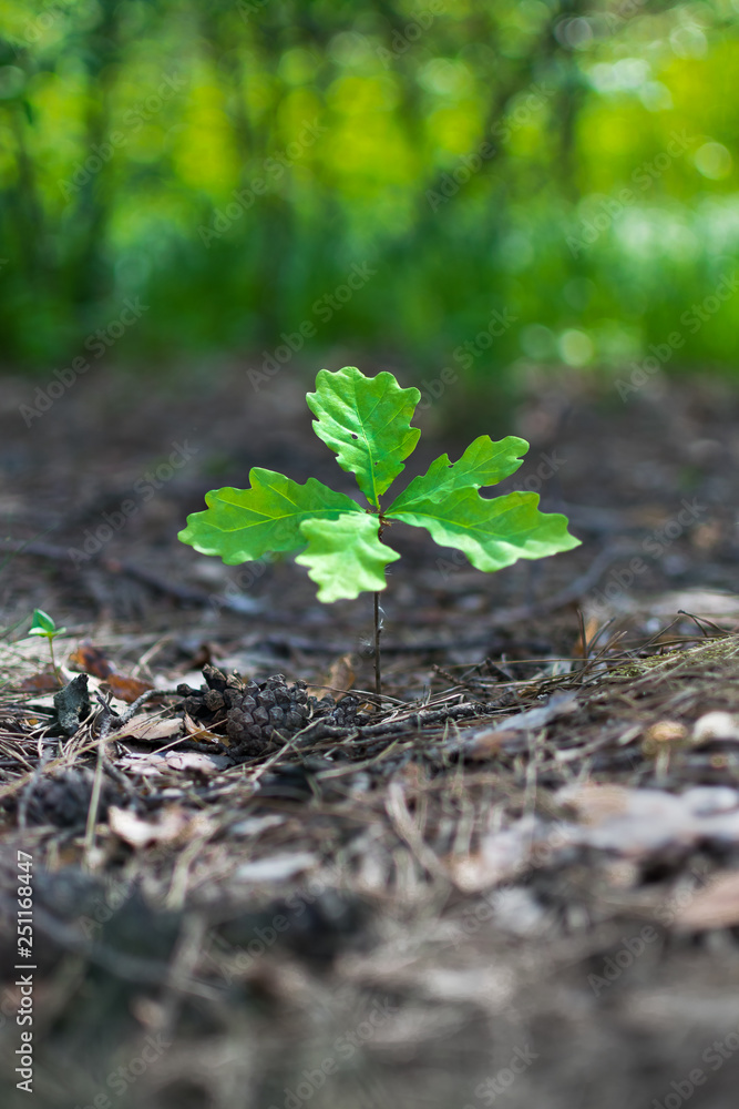Small oak tree sprout with green leaves on a background of forest Small oak tree sprout with green leaves on a background of forest