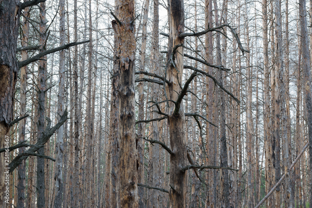 Fototapeta premium Charred in the fire during a fire tree trunks in the forest