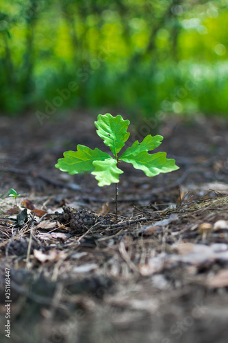 Small oak tree sprout with green leaves on a background of forest
