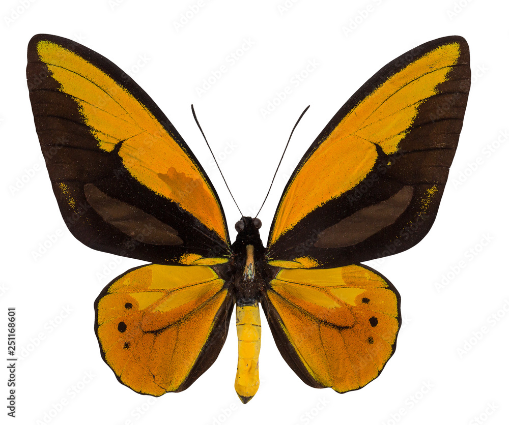 Butterfly Ornithoptera croesus lydius isolated  on white background