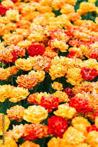 Beautiful meadow spring  orange tulips in the park