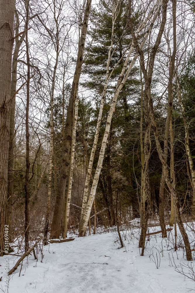 Fototapeta premium Birch Trees along Path