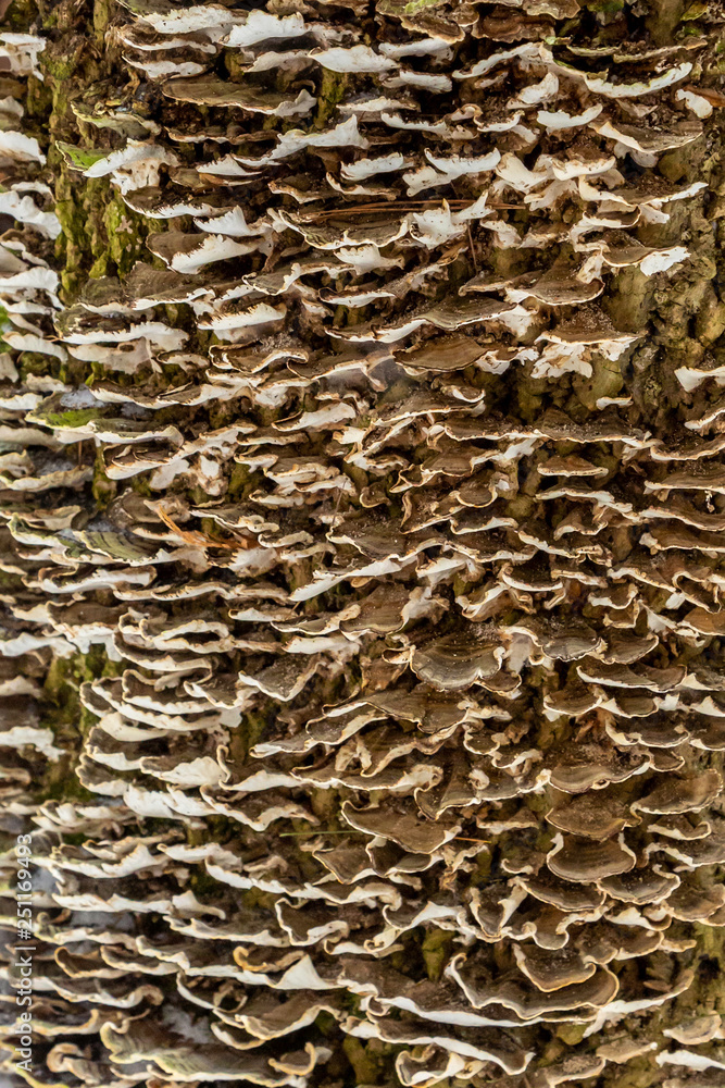 Fungus on Stump Fungus on Stump