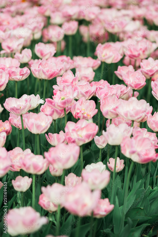 Awesome beautiful meadow spring pink tulips in the park Awesome beautiful meadow spring pink tulips in the park