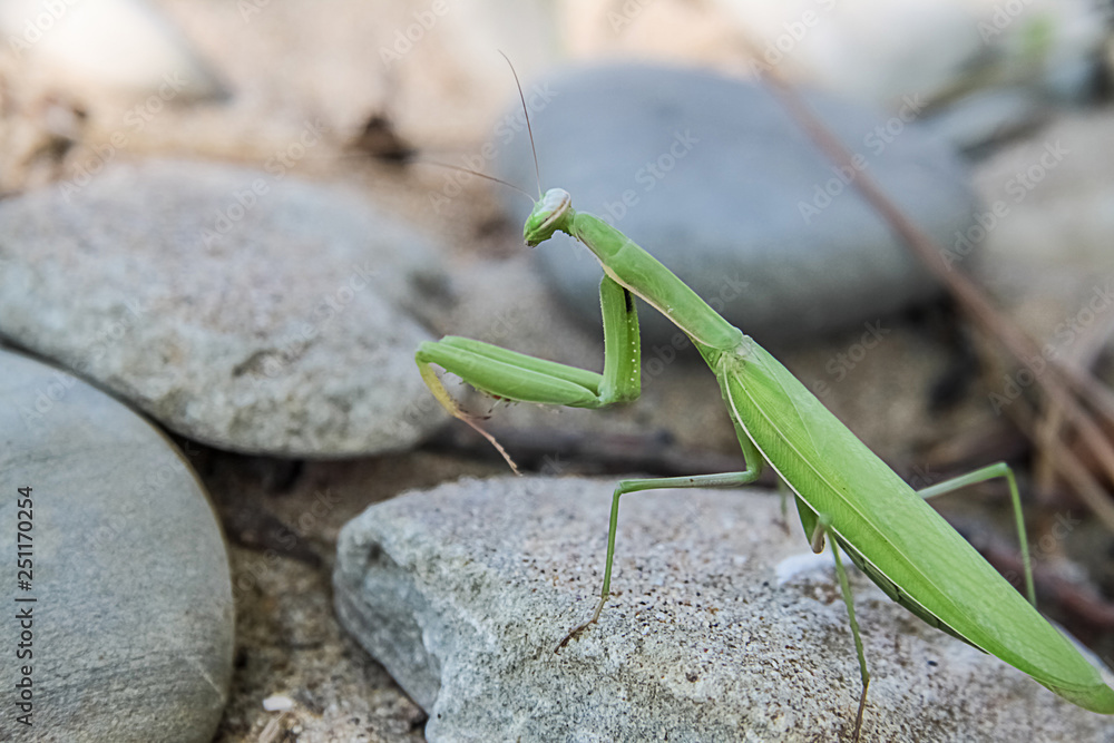 mantis on the background of stones mantis on the background of stones