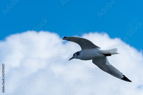 銚子のミツユビカモメ３ photo