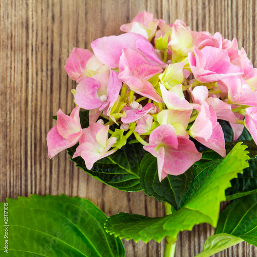 Pink Hydrangea flowers and wooden background