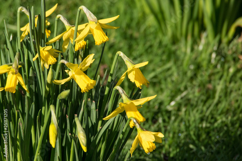 Beautiful yellow daffodil / narcissus flowers signal the start of spring