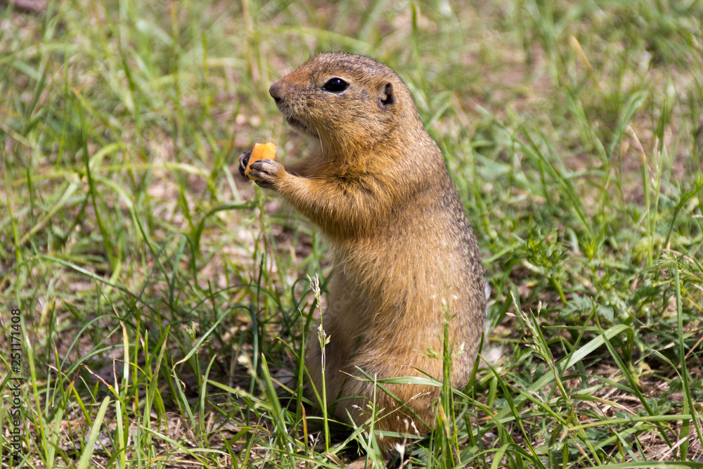 squirrel in the park squirrel in the park