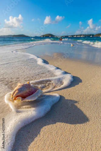 Conch Shell in the Surf