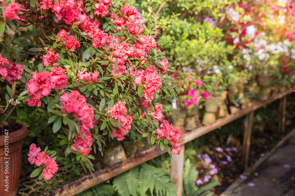 Assortment of blooming azaleas rhododendrons in flower pots in old greenhouse.