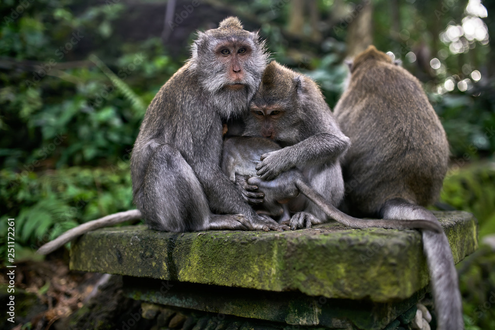Family of macaques resting in Monkeys Forest on Bali