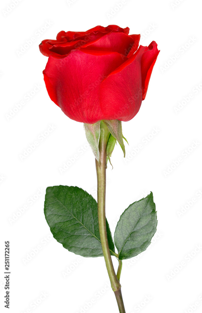 One Red rose isolated on white background.