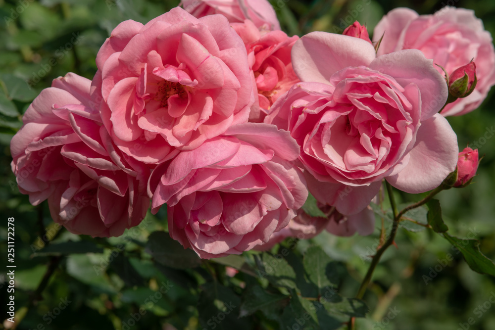 A closeup of a bouquet of lovely pink roses in a flower show held in the north of Thailand during winter. A closeup of a bouquet of lovely pink roses in a flower show held in the north of Thailand during winter.