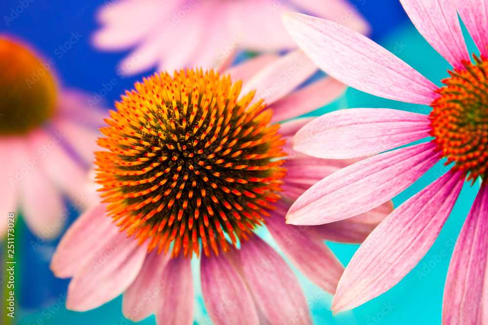 Echinacea flowers close up Echinacea flowers close up