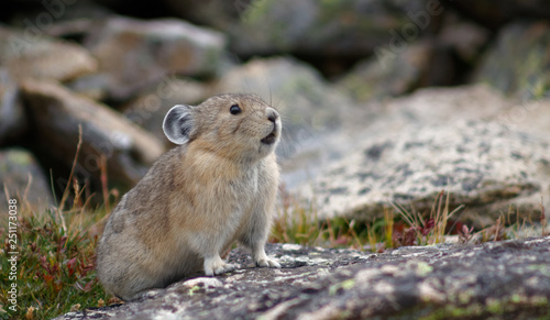 A pika at home in Rocky Mountain National Park, Colorado photo