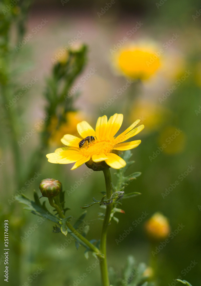 Obraz premium yellow flowers on background of green grass