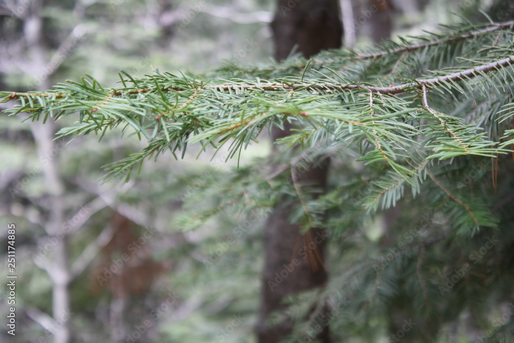 Green leaves in the forest of Yosemite Green leaves in the forest of Yosemite