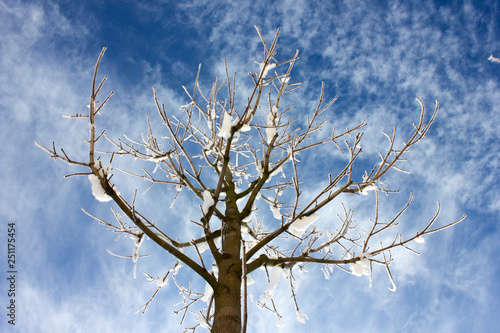 Winter scene, snowy tree